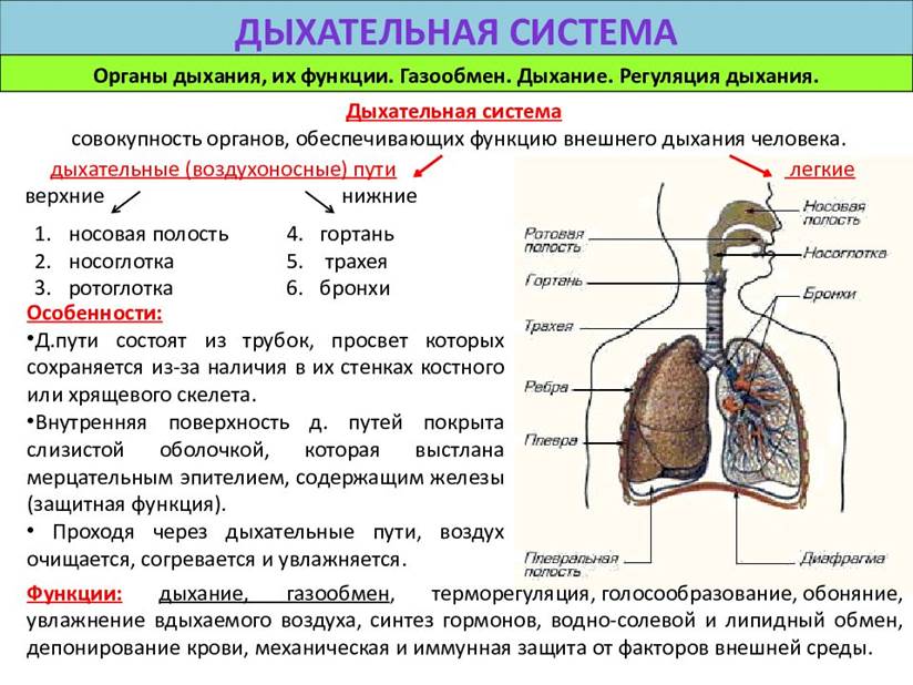 Легкие 8 класс кратко. Строение органов дыхания анатомия. Особенности строения и функции дыхательной системы человека. Конспект по биологии дыхательная система 8 класс. Система органов дыхания строение и функции органов дыхания.