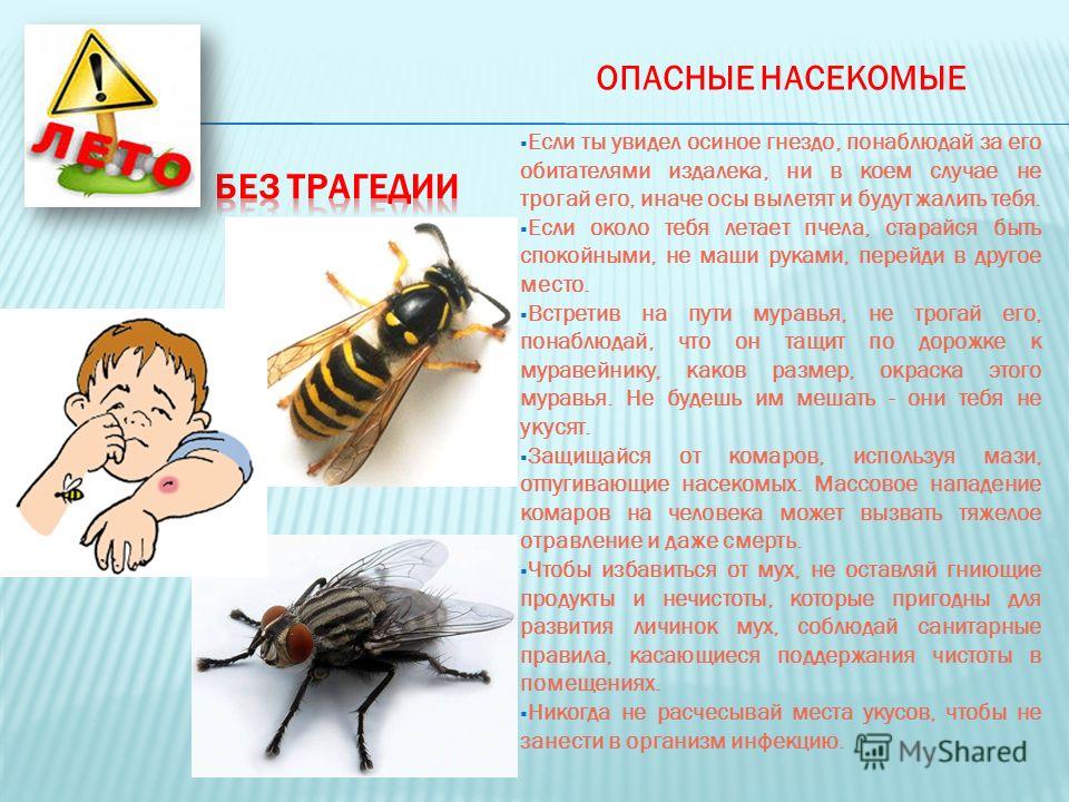 Как понимать муху. Жалящие насекомые для дошкольников. Безопасные насекомые для дошкольников. Осторожно опасные насекомые для детей.