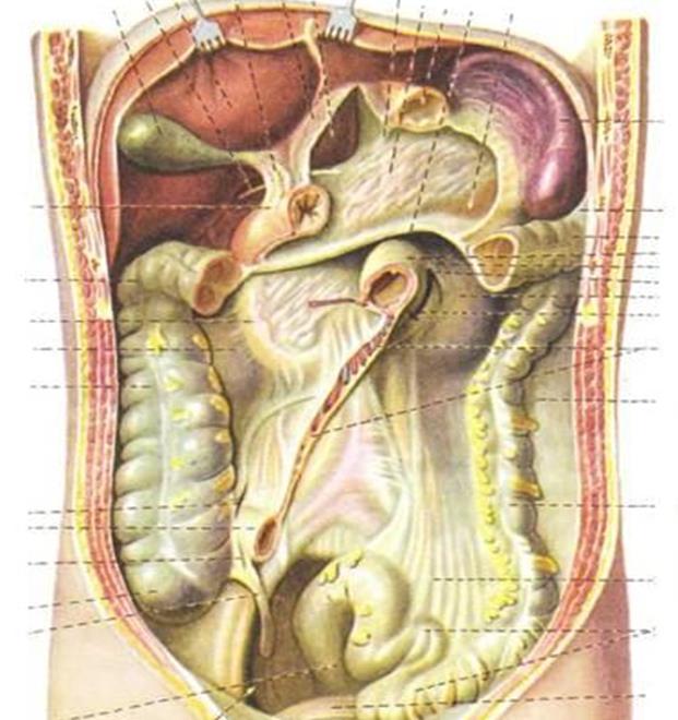 Hepar pancreas peritoneum Hasreg hasfal szerkezete Dr Szuk