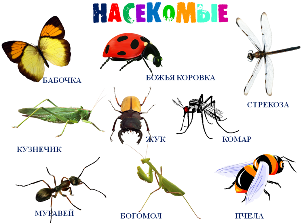 Муха ударение. Названия насекомых для дошкольников. Насекомые для ДОШКОЛЬНИКЛ. Насекомые картинки для детей. Изображение насекомых для детей.