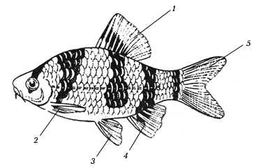 Части тела рыбы картинка для детей
