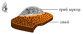 Плесневые грибы часто появляются на хлебе. Плесневые грибы мукор на хлебе. Плесневый гриб мукор на хлебе. Плесень мукор на хлебе. Хлебная плесень мукор.