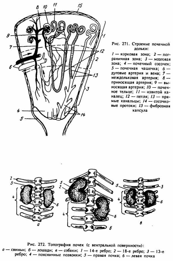 Почки собаки. Строение почки свиньи. Строение почки КРС. Строение почечной дольки. Строение почек домашних животных.