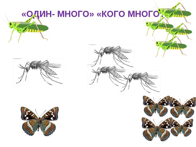 Насекомые логопедическое занятие старшая группа презентация