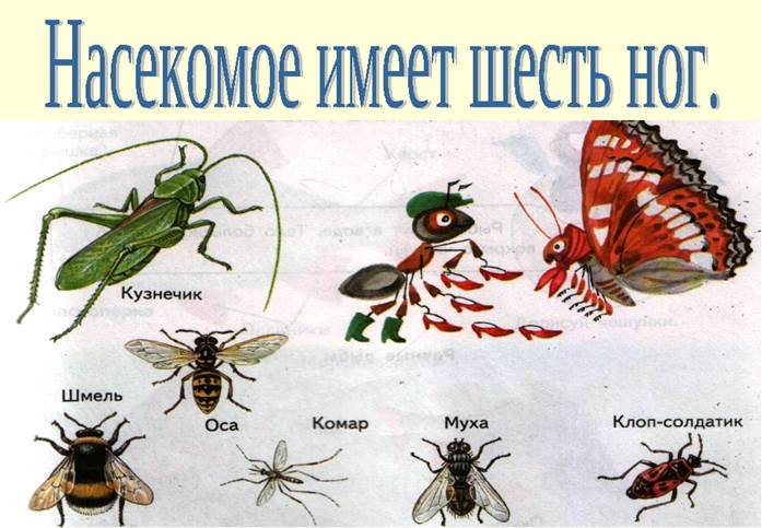 Тема насекомые во второй. Окружающий мир тема насекомые. Насекомые презентация для детей. Насекомые 1 класс окружающий мир. Окружающий мир насекомые для дошкольников.
