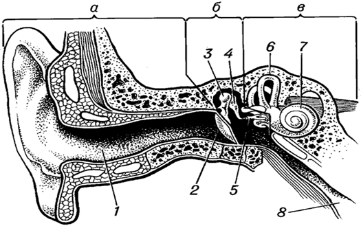 Орган слуха. Строение органа слуха карточка. Орган слуха у ящериц. Слух биология 8 класс.
