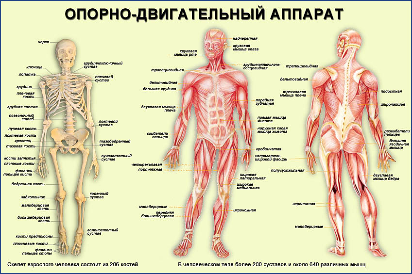 Опорно двигательный аппарат. Опорно двигательная система скелет человека анатомия. Скелет человека с названием костей и мышц. Строение опорно двигательного аппарата скелет. Анатомия человека кости и мышцы.