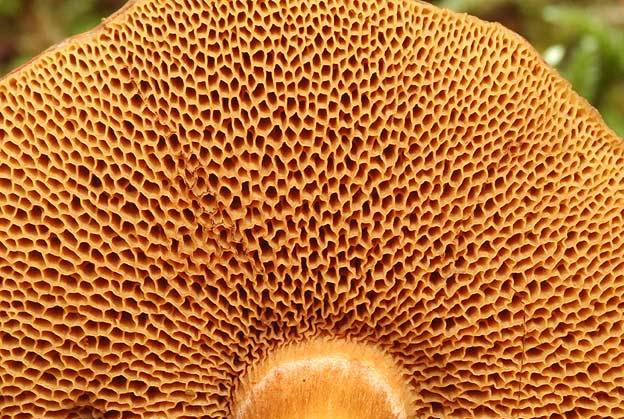Нижняя сторона шляпки. Трубчатый гименофор гриба. Шампиньон пластинчатый гименофор. Шиповатый гименофор. Шляпки пластинчатых и трубчатых грибов.