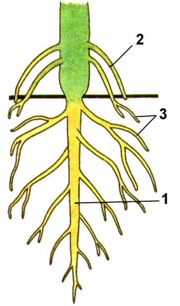 Корневые корешки. Надузловые придаточные корни. Корневые системы без подписей. Главный корень растения.