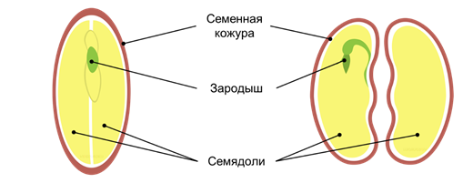 Зародыш семени хромосомный набор. Строение семени покрытосеменных. Строение семени цветковых растений. Строение зародыша покрытосеменных растений. Строение двудольного семени.