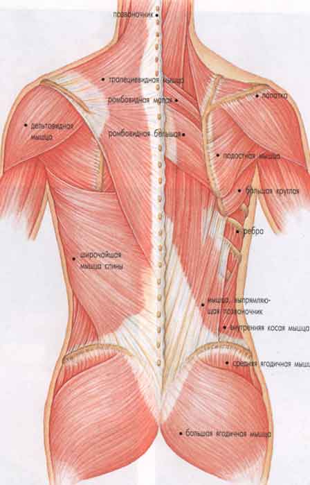 Лопатки спина анатомия