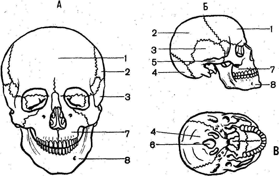 Назови кости черепа. Скелет головы череп строение. Строение черепа спереди и сбоку. Кости лицевого отдела черепа сбоку. Череп сбоку анатомия.
