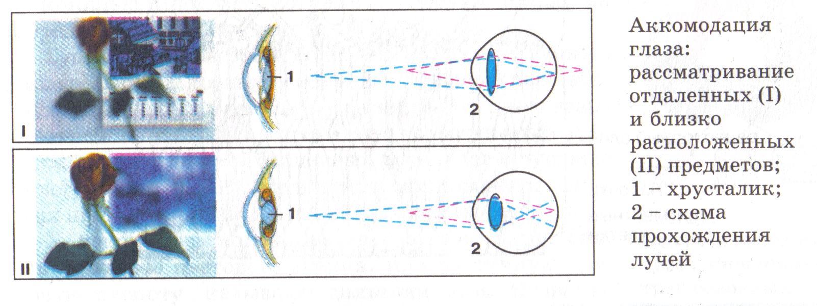 Принцип работы хрусталика практическая работа 8. Схема преломления лучей света хрусталиком глаза. Схема преломления лучей хрусталиком глаза при близорукости. Схема аккомодации хрусталика. Нарисуйте схему преломления лучей хрусталиком глаза.