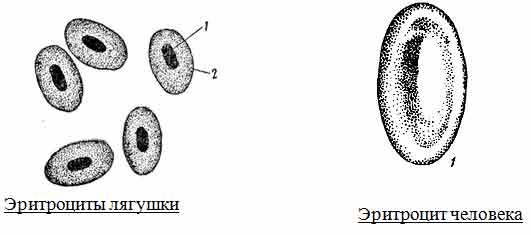 4 эритроцита человека. Строение эритроцитов лягушки рисунок. Строение эритроцитов человека и лягушки. Форма клетки эритроцитов лягушки. Строение эритроцита крови лягушки.