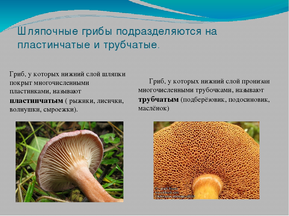 Нижняя сторона шляпки. Шляпочные грибы трубчатые и пластинчатые. Типы грибов трубчатые пластинчатые. Ядовитые грибы трубчатые и пластинчатые. Шляпочные грибы пластинчатые грибы.