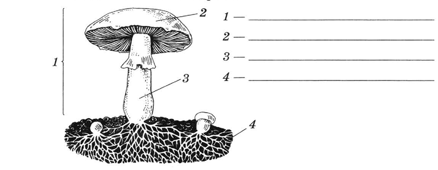 Трубчатое и пластинчатое плодовое тело. Строение шляпочного гриба рисунок. Схема строения шляпочного гриба. Схема плодовое тело шляпочного гриба. Грибы строение шляпочных грибов.