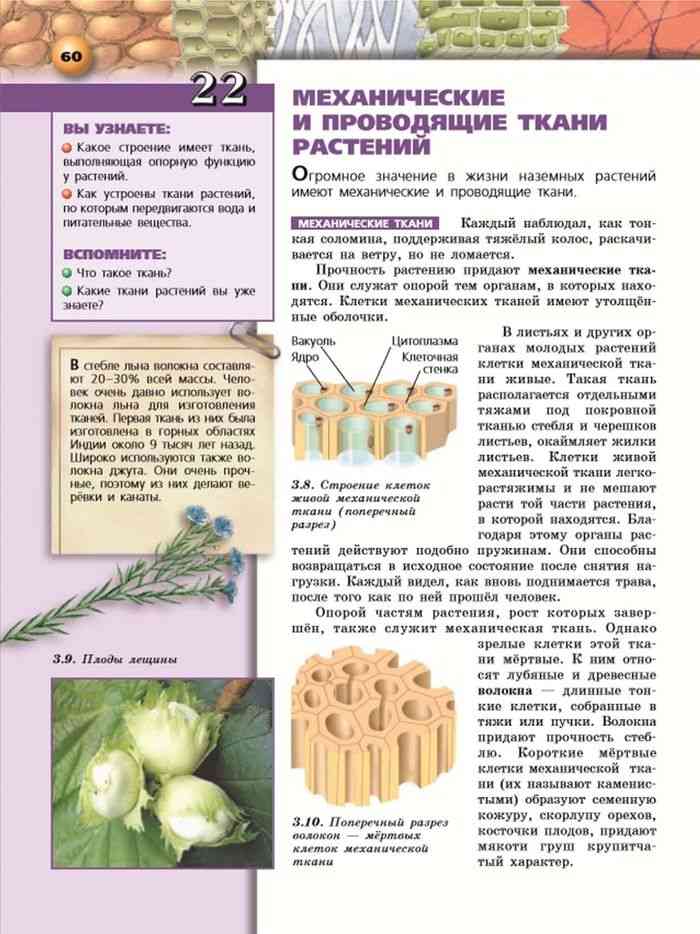 Механические и проводящие ткани растений 5 класс сухорукова презентация