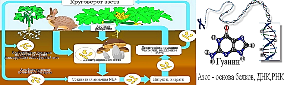 Соединения азота в почве. Круговорот азота бактерии. Круговорот веществ азота схема. Круговорот азота в природе схема. Круговорот азота в природе.