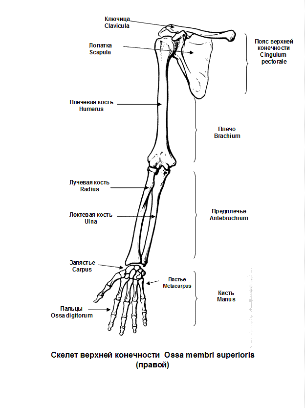 Кости руки человека анатомия с надписями. Костный скелет свободной верхней конечности. Строение скелета верхней конечности (отделы и кости). Схема строения скелета верхней конечности. Строение скелета человека пояс верхних конечностей.
