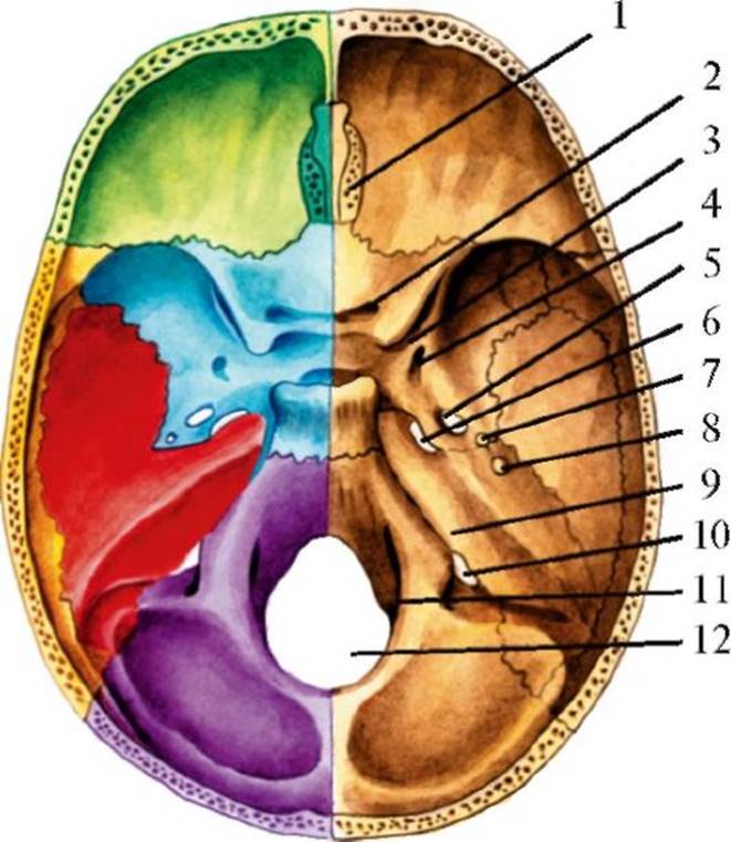 Мозговое основание черепа. 12 Пар черепных нервов анатомия выходы из черепа. Отверстия 12 пар ЧМН из черепа. Черепные нервы 12 пар череп. 12 Черепных нервов анатомия внутреннее основание черепа.