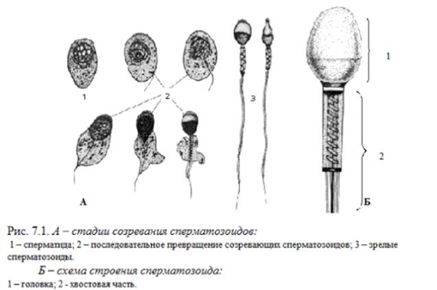 Время созревания спермиев у мужчин для оплодотворения. Схема созревания сперматозоидов. Строение спермия. Схема Зарождение сперматозоида. Строение спермия в процессе созревания.