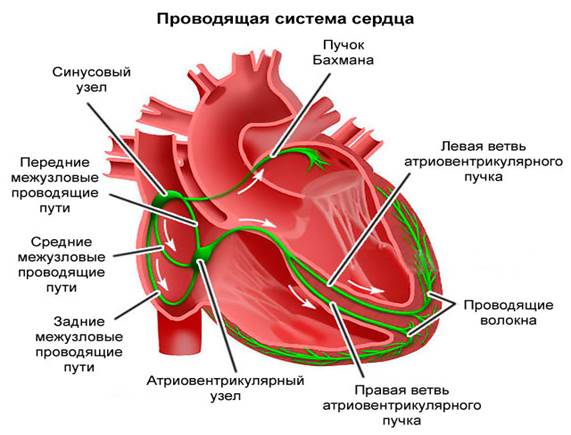 Предсердно желудочковый узел расположен