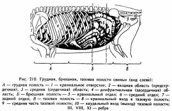 Грудная и брюшная полость. Органы брюшной полости КРС. Топография органов брюшной полости свиньи. Топографическое расположение органов свиньи. Топография органов грудной полости свиньи.