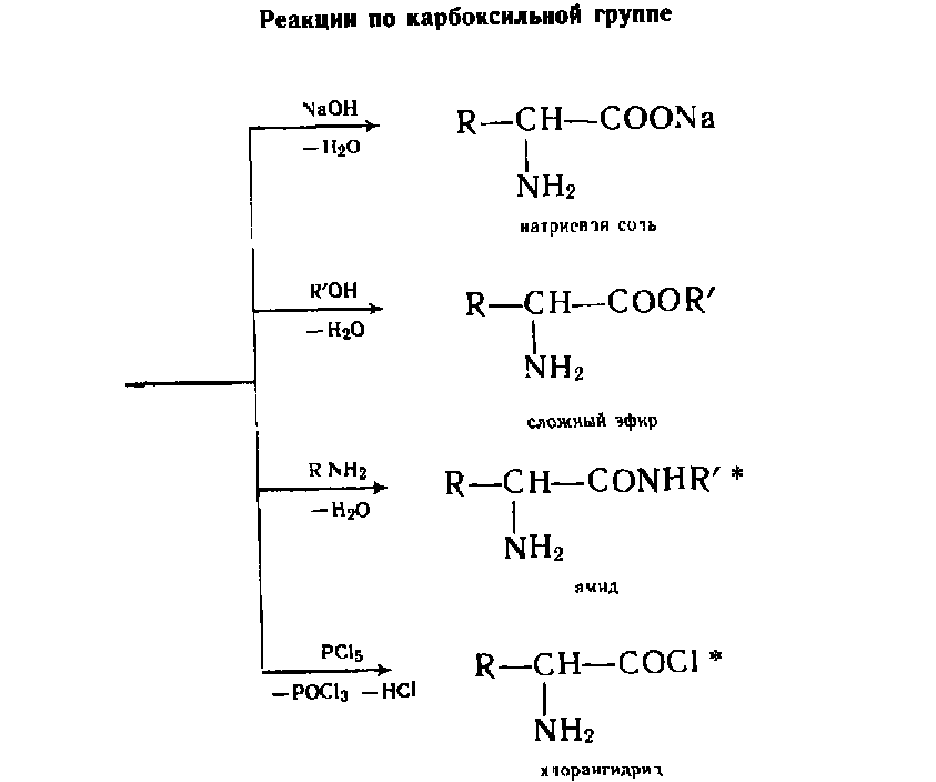 Аминокислоты аминогруппа карбоксильная группа. Реакции аминокислот по карбоксильной группе. Аминокислоты реакции по карбоксильной группе группе. Реакции по карбоксильной группе и аминогруппе. Реакции карбоксильной группы аминокислот.