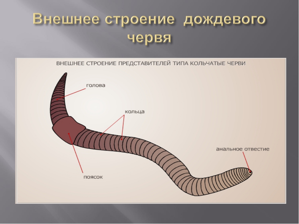 Сегмент дождевого червя. Кольчатые черви внешнее строение. Внешнее строение кольчатых червей. Внешнее строение червя дождевого червя. Внешнее строение кольчатых.