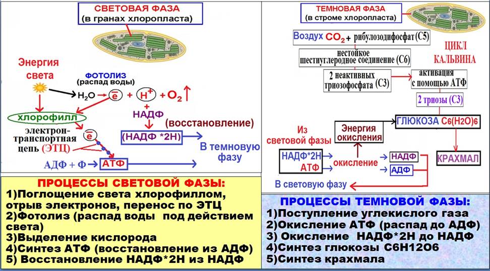 Световая и темновая таблица. Процессы Темновой фазы фотосинтеза. Световая и темновая фаза ЕГЭ биология. Этапы процесса фотосинтеза. Световая и темновая фаза фотосинтеза.