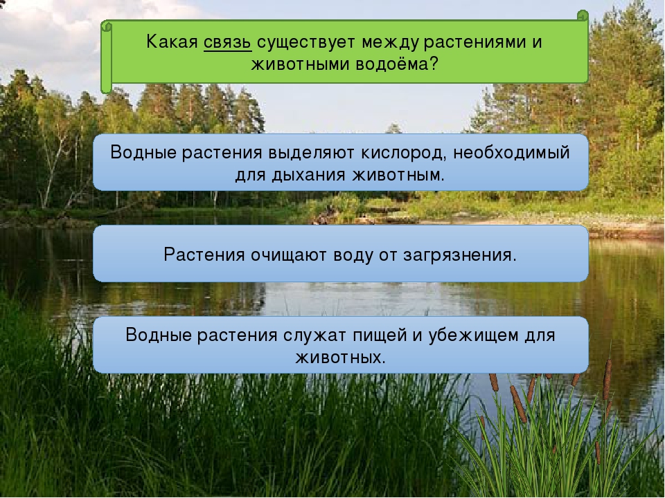 Примеры природных сообществ озеро. Взаимосвязь между растениями. Взаимоотношения между растениями и животными. Взаимосвязь между растением и животным. Взаимосвязь между растениями и животными.