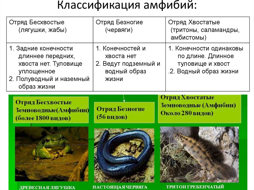 Завершите схему класс земноводные отряд признаки отряда