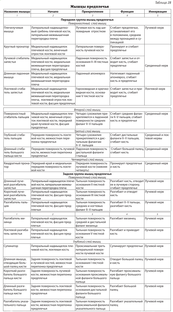 Таблица иннервации мышц. Мышцы верхних конечностей анатомия таблица. Таблица по мышцам верхней конечности анатомия. Мышцы предплечья передняя группа анатомия таблица. Мышцы предплечья передняя группа мышц предплечья таблица.